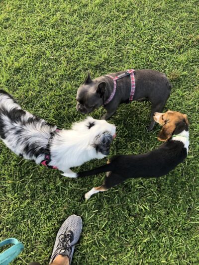 The Reserve at Sawgrass Dog Park - Orlando, FL