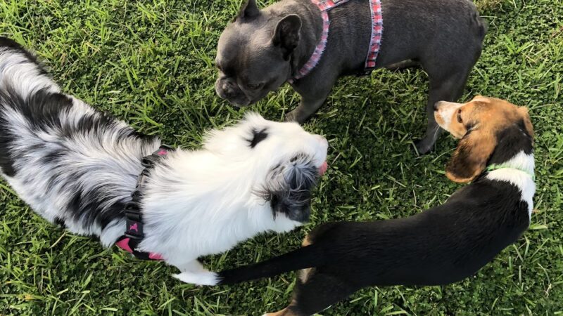 The Reserve at Sawgrass Dog Park - Orlando, FL