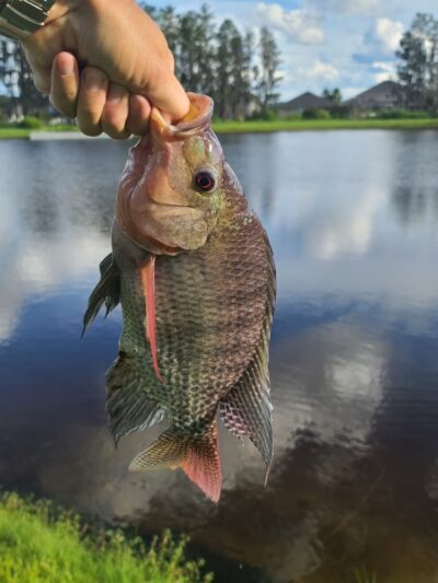 The Reserve at Sawgrass Dog Park - Orlando, FL