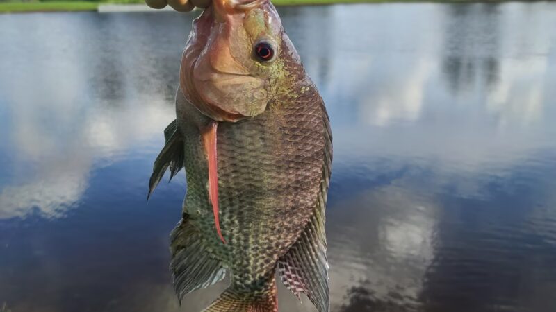 The Reserve at Sawgrass Dog Park - Orlando, FL