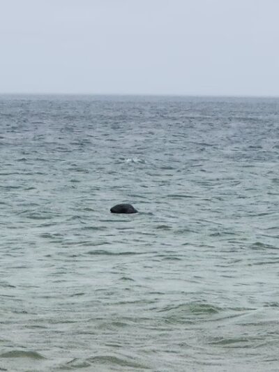 Orleans Parks & Beaches - Orleans, MA