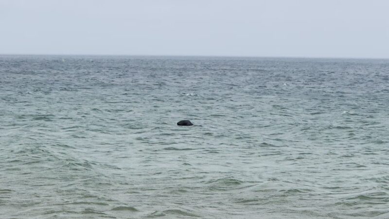Orleans Parks & Beaches - Orleans, MA