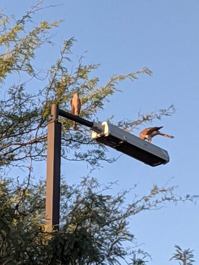 Hohokam Park - Oro Valley, AZ