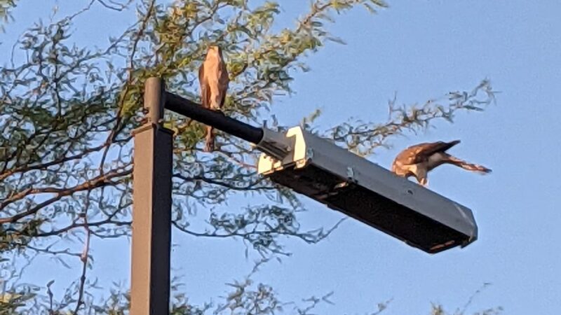 Hohokam Park - Oro Valley, AZ