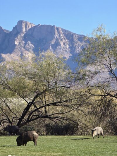 Hohokam Park - Oro Valley, AZ
