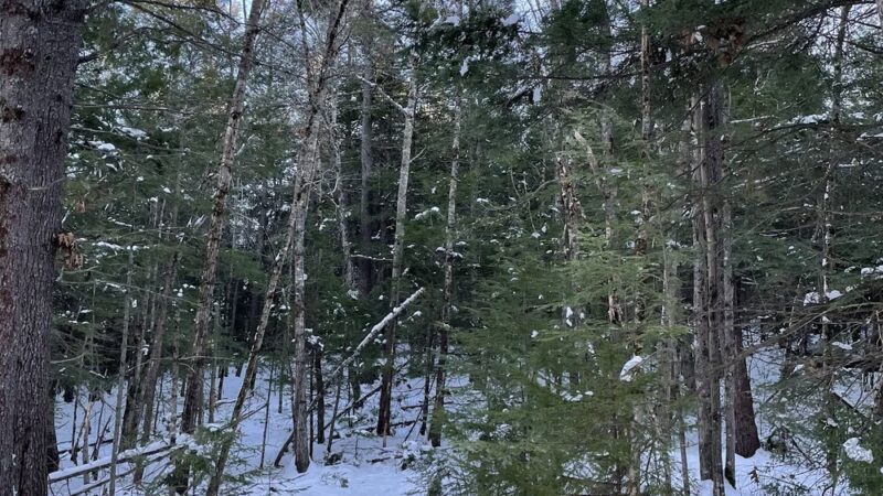 Sklar Park - Orono, ME