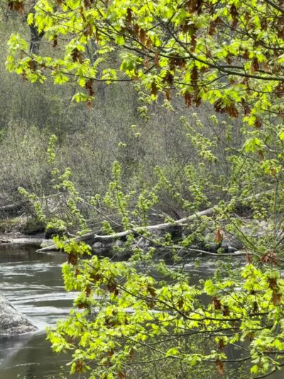 Webster Park - Orono, ME