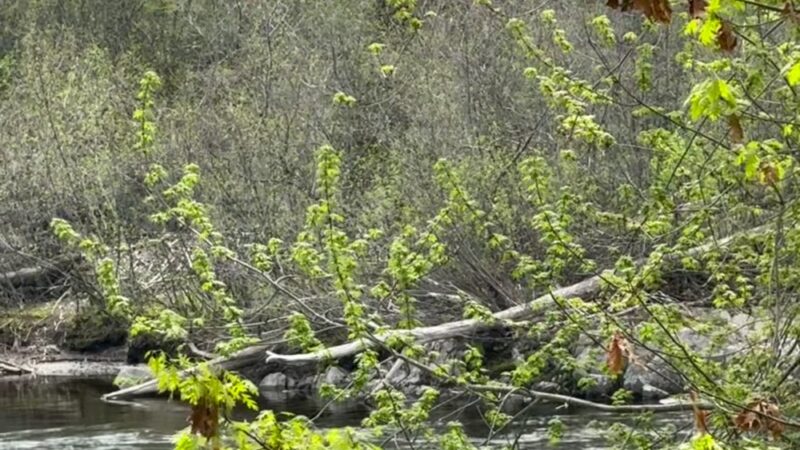 Webster Park - Orono, ME
