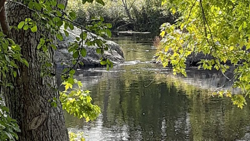 Webster Park - Orono, ME