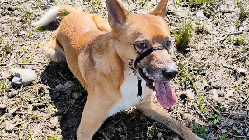 Pat Alley Memorial Dog Park - Oroville, CA