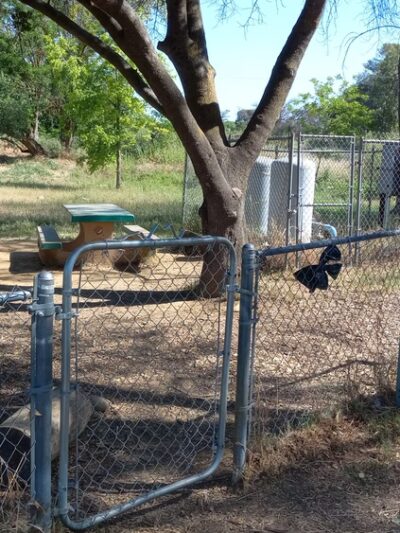 Pat Alley Memorial Dog Park - Oroville, CA
