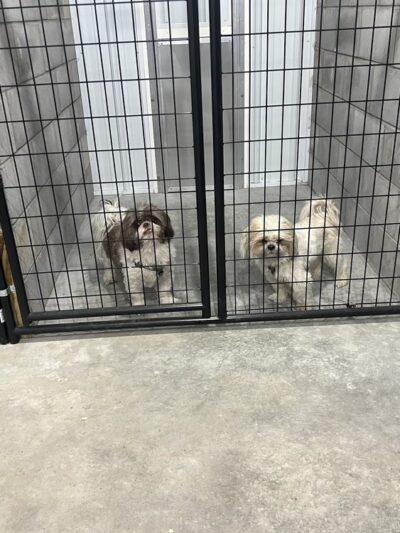 The Doggie Inn and Spa LLC - Ortonville, MN