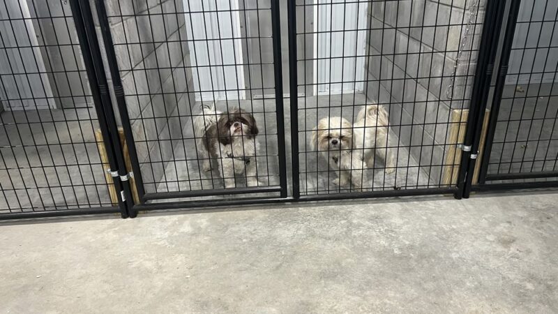 The Doggie Inn and Spa LLC - Ortonville, MN