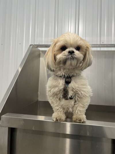 The Doggie Inn and Spa LLC - Ortonville, MN