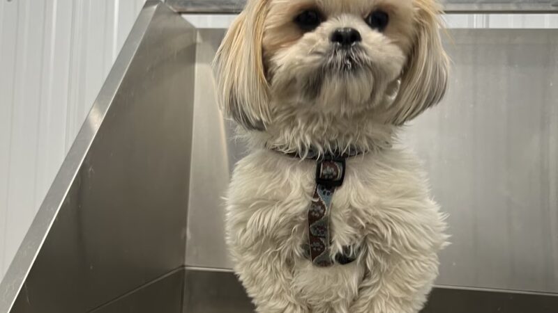 The Doggie Inn and Spa LLC - Ortonville, MN