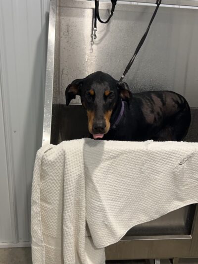 The Doggie Inn and Spa LLC - Ortonville, MN