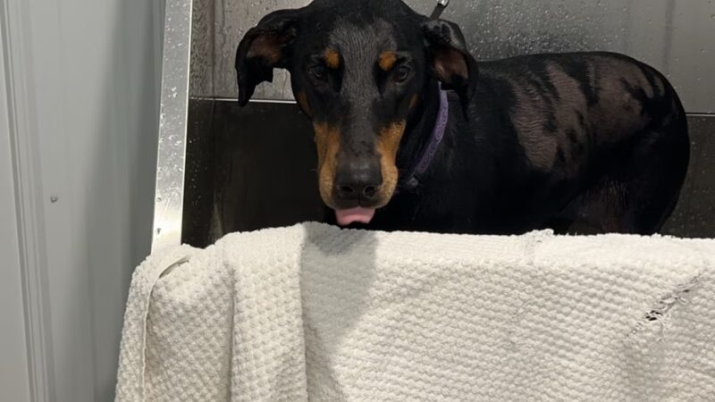 The Doggie Inn and Spa LLC - Ortonville, MN