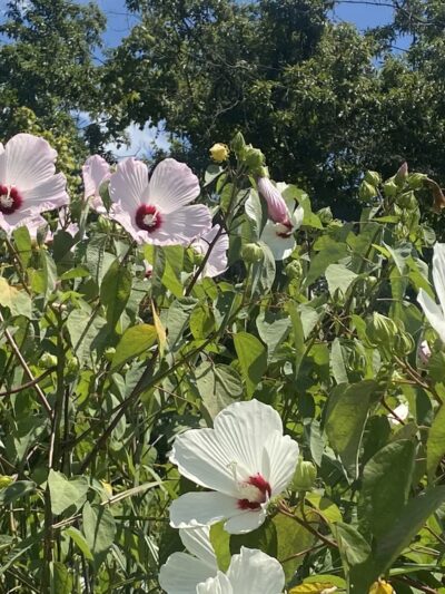 Osage Beach City Peaceful Park - Osage Beach, MO