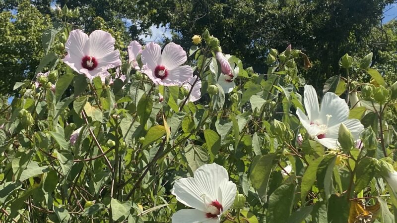 Osage Beach City Peaceful Park - Osage Beach, MO