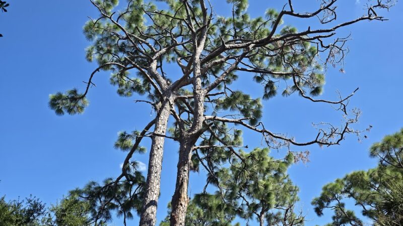 Bay Street Park - Osprey, FL