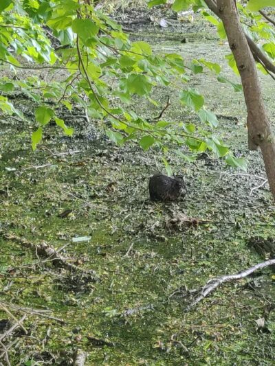 Ruperon Kennel - Ossining, NY