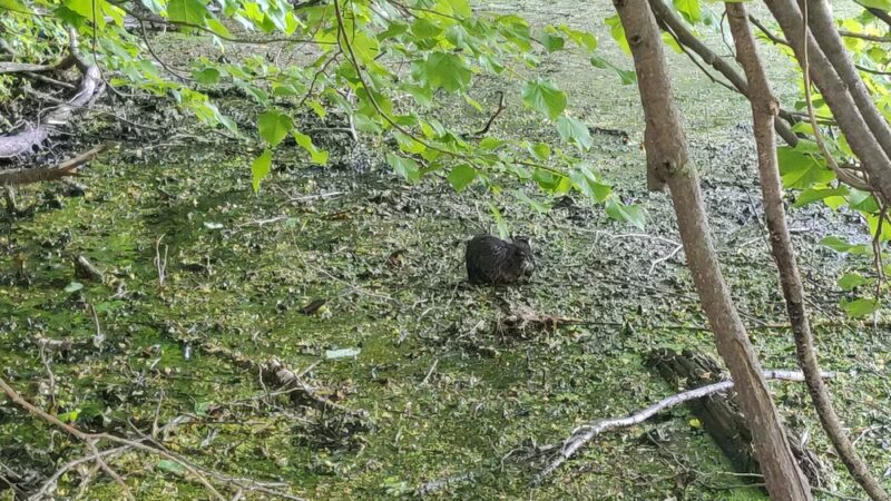 Ruperon Kennel - Ossining, NY