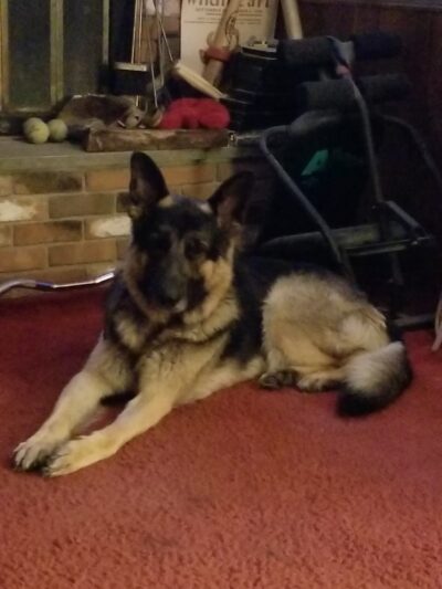 Ruperon Kennel - Ossining, NY