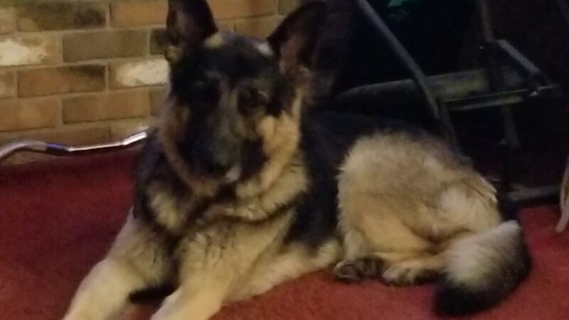 Ruperon Kennel - Ossining, NY