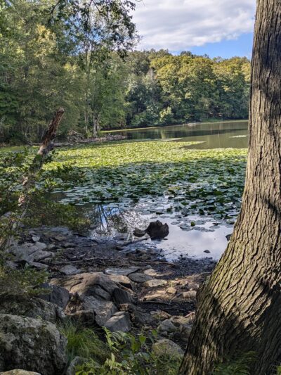 Teatown Lake Reservation - Ossining, NY