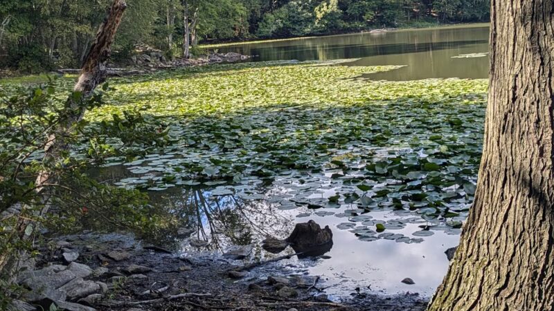 Teatown Lake Reservation - Ossining, NY