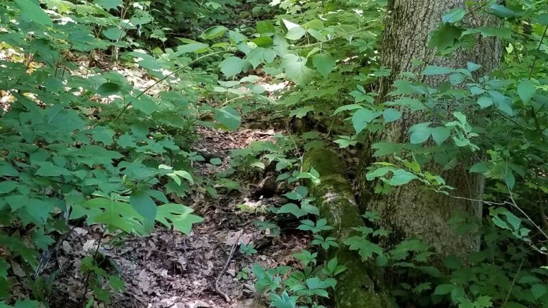 Warburg Park - Ossining, NY