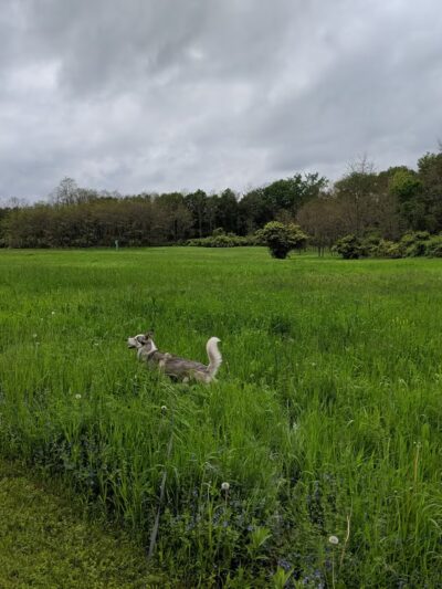 Wells Bridge Rest Area - Otego, NY