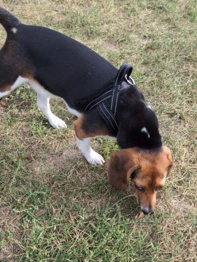 Dog park - Ottawa, IL