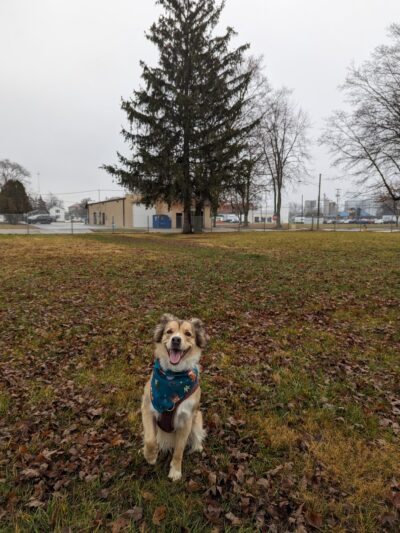 Ali's Dog Park - Ottawa, OH