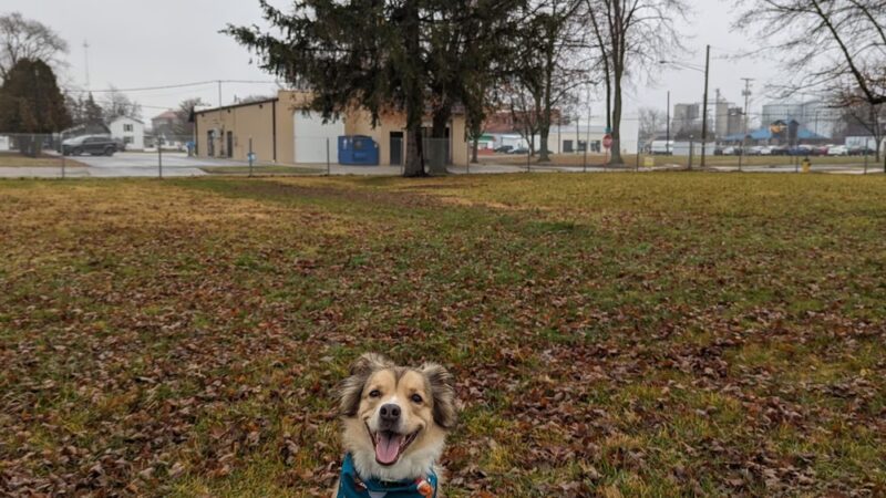 Ali's Dog Park - Ottawa, OH