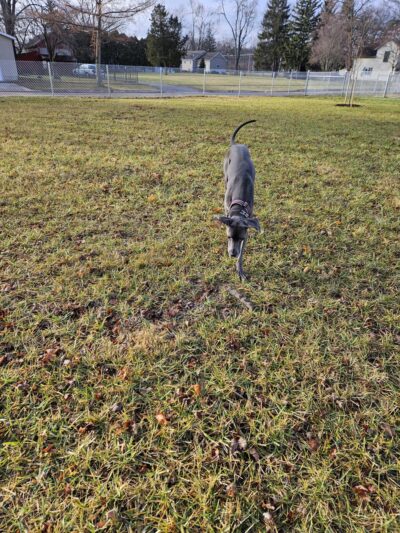 Ali's Dog Park - Ottawa, OH