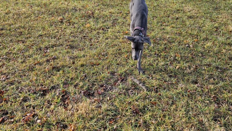 Ali's Dog Park - Ottawa, OH