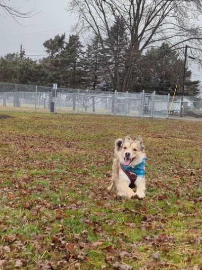 Ali's Dog Park - Ottawa, OH