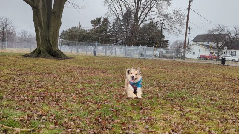 Ali's Dog Park - Ottawa, OH