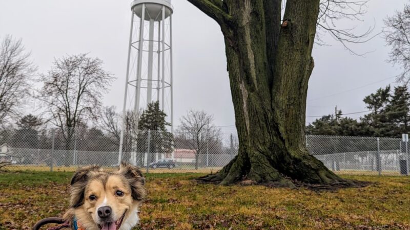Ali's Dog Park - Ottawa, OH