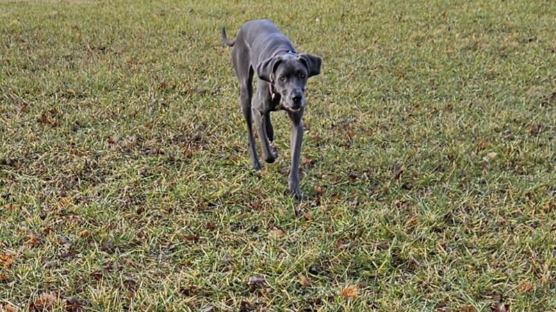 Ali's Dog Park - Ottawa, OH
