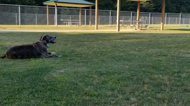 Cove Dog Park - Owens Cross Roads, AL