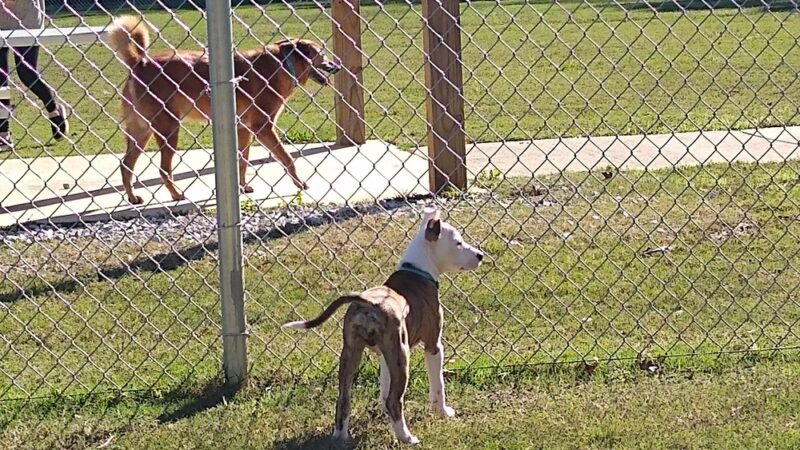 Cove Dog Park - Owens Cross Roads, AL