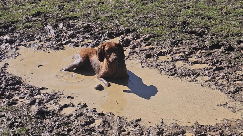Cove Dog Park - Owens Cross Roads, AL