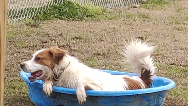 Cove Dog Park - Owens Cross Roads, AL