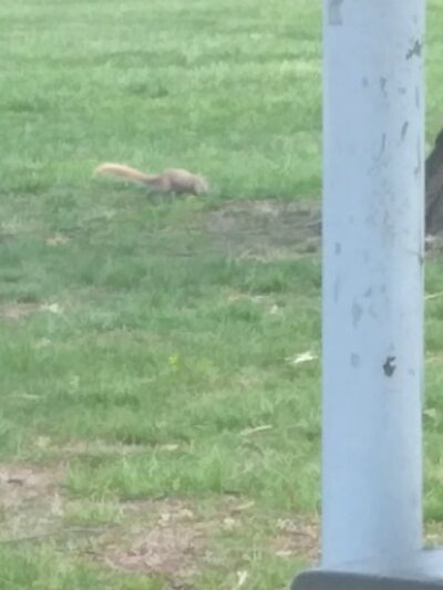 Buschmann Park - Owensville, MO