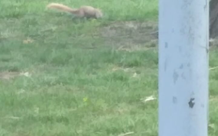 Buschmann Park - Owensville, MO