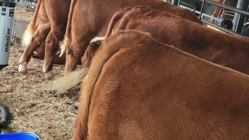 Memorial Park - Owensville, MO