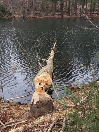 Naugatuck State Forest parking - Oxford, CT