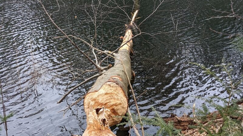 Naugatuck State Forest parking - Oxford, CT